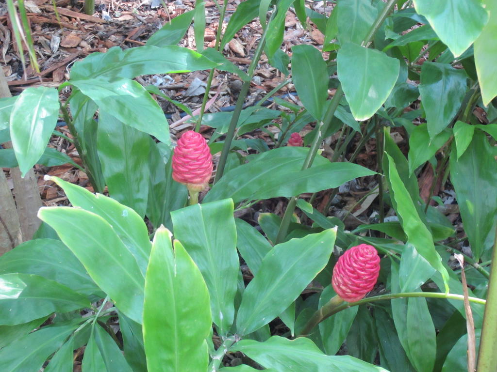 Eden Lodge Nambour Zewnętrze zdjęcie